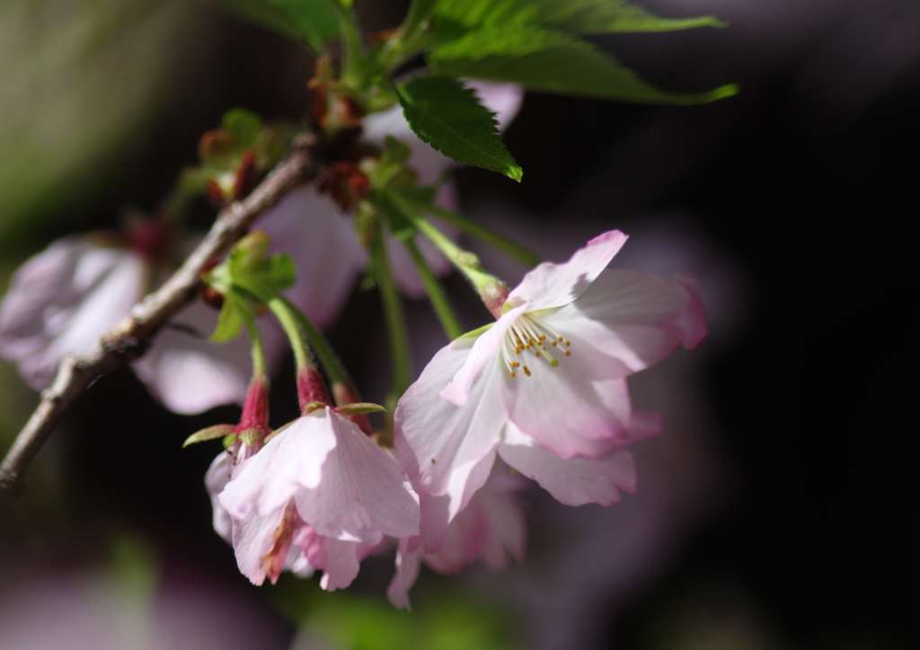 桜　Ⅱ