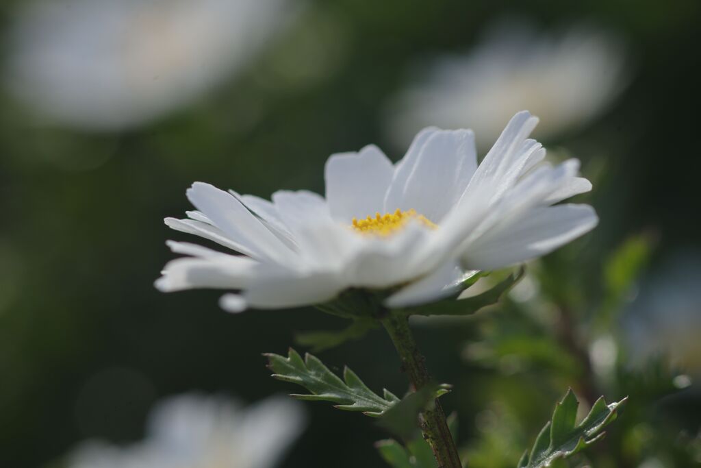 仲春　ノースポール