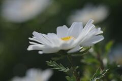 仲春　ノースポール