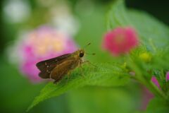 季夏　セセリチョウ