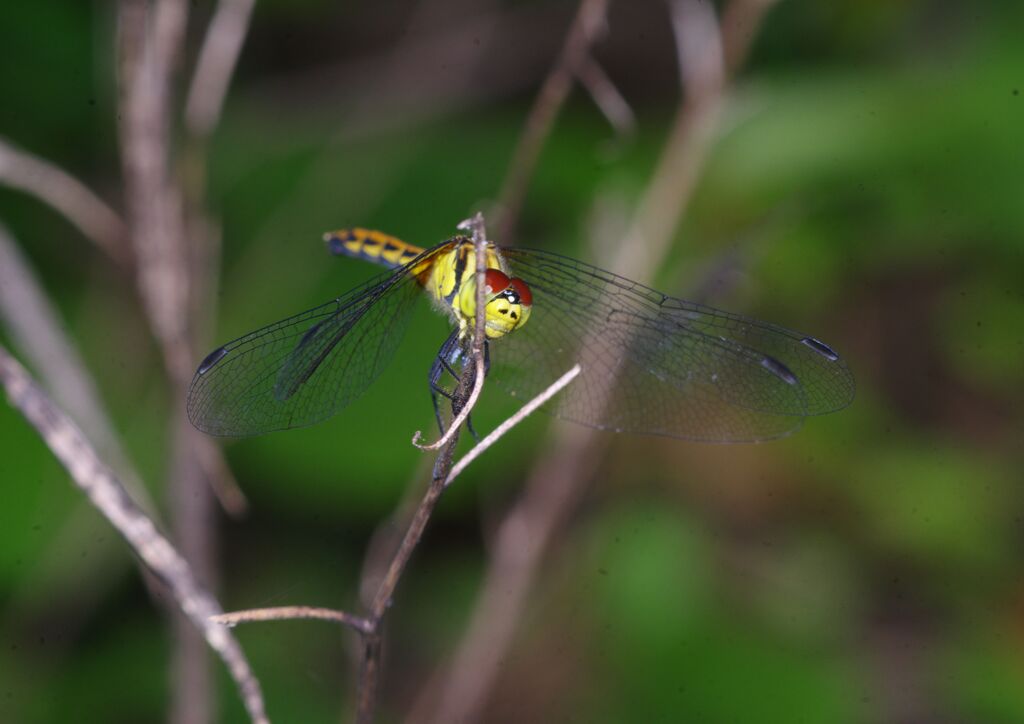 季夏　蜻蛉　Ⅱ