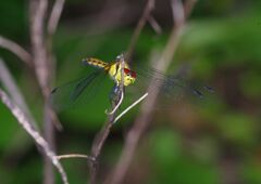季夏　蜻蛉　Ⅱ