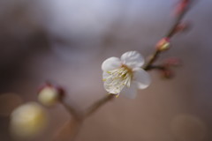 仲春　梅