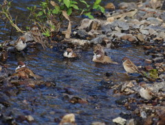 野鳥を探して　スズメ