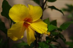 初秋　ハイビスカス