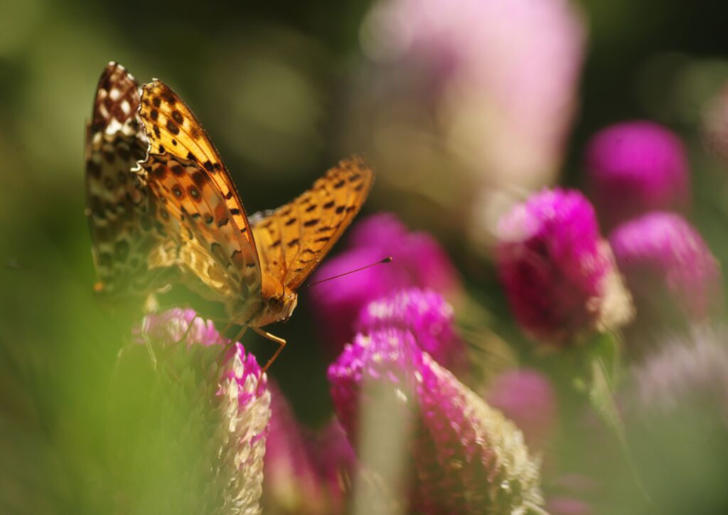 ヒョウモンチョウ