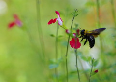 花と虫達　クマバチ　Ⅱ