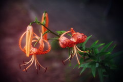 晩夏　オニユリ