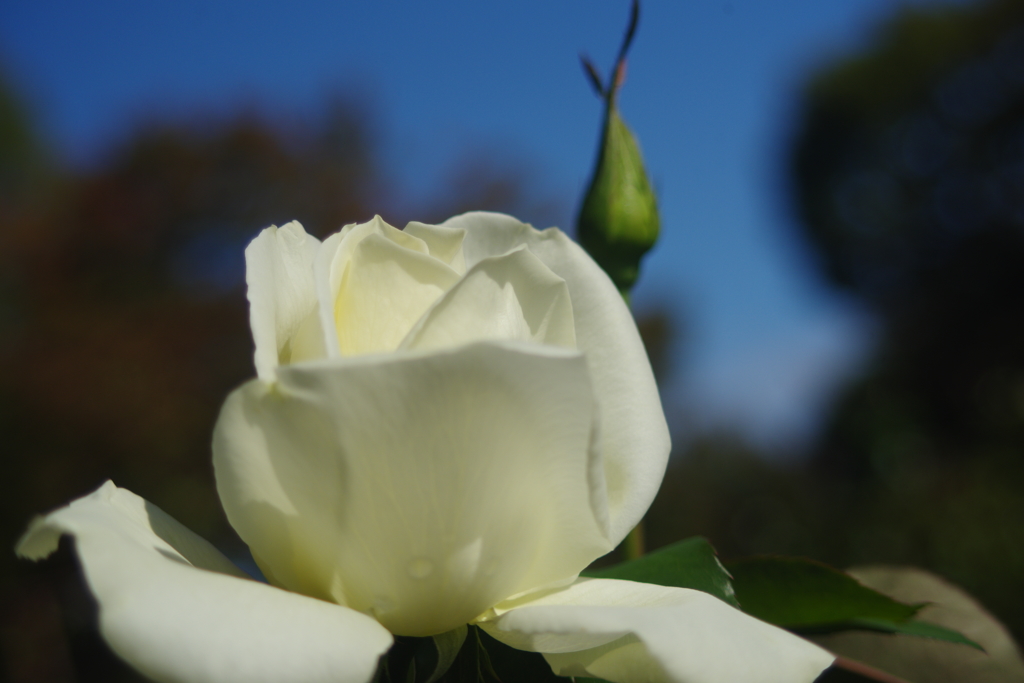 寒露　薔薇　Ⅱ