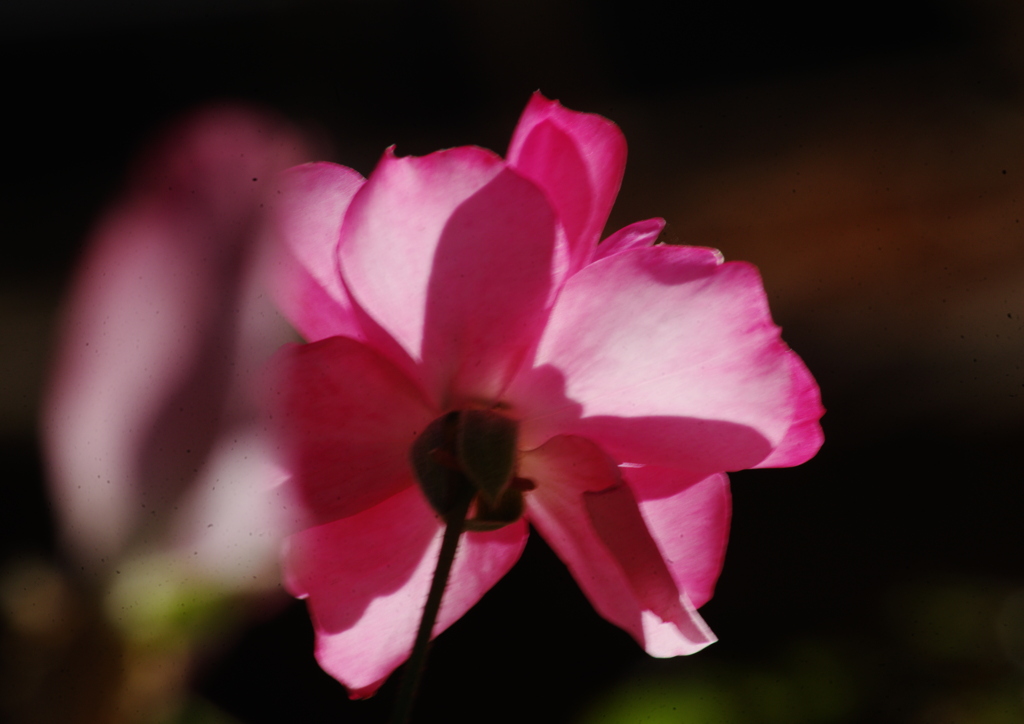薔薇