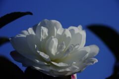 燐春　サザンカ