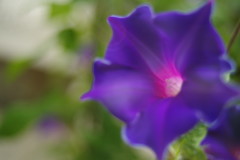 初秋　アサガオ