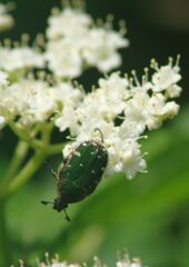 万緑　ハナムグリ