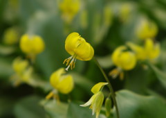 春暖　きばなカタクリ　Ⅱ