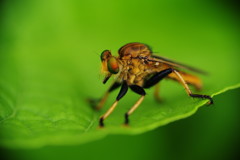 花と虫達　アオメアブ