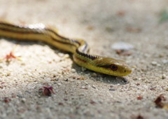 春の息吹　アオダイショウ