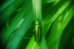花と虫達　タマムシ