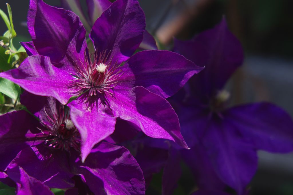 春色　クレマチス