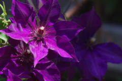 春色　クレマチス