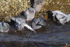 野鳥を追って　鳩