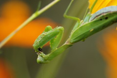弱肉強食　カマキリ　Ⅱ