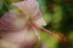 初秋　ハイビスカス　Ⅲ