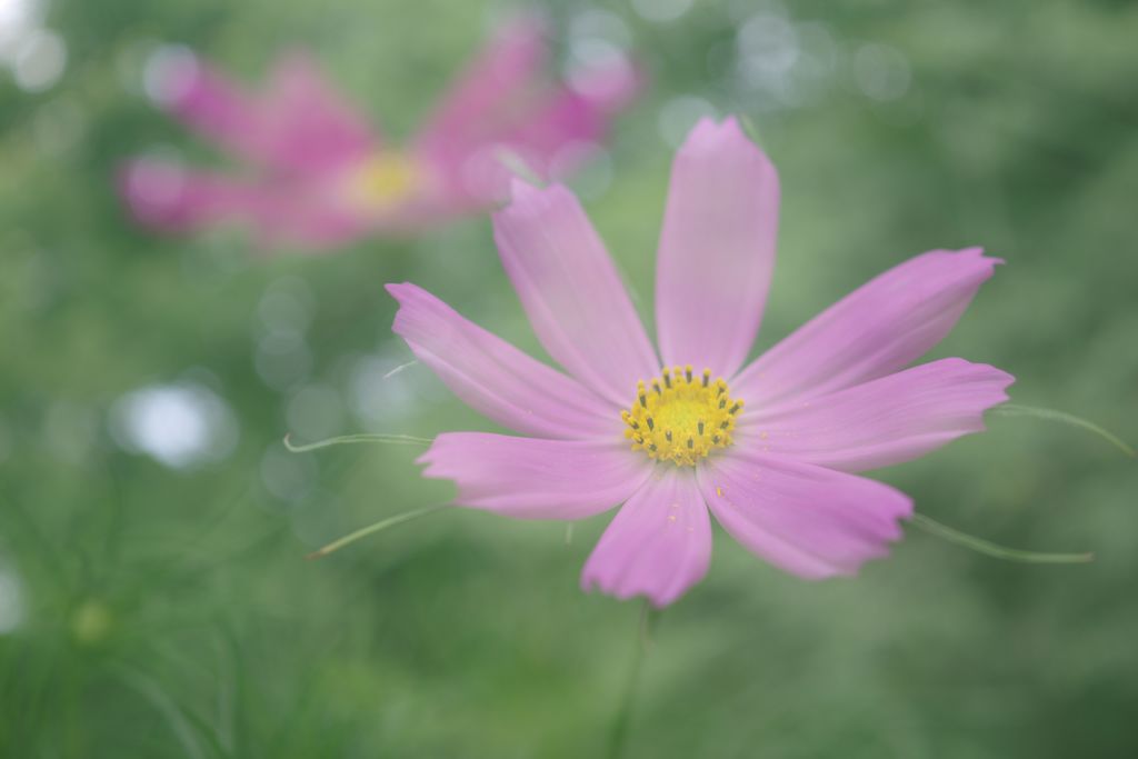 晩夏　コスモス