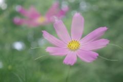 晩夏　コスモス
