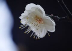 万物寒　梅