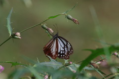 虫達を追って　マダラチョウ