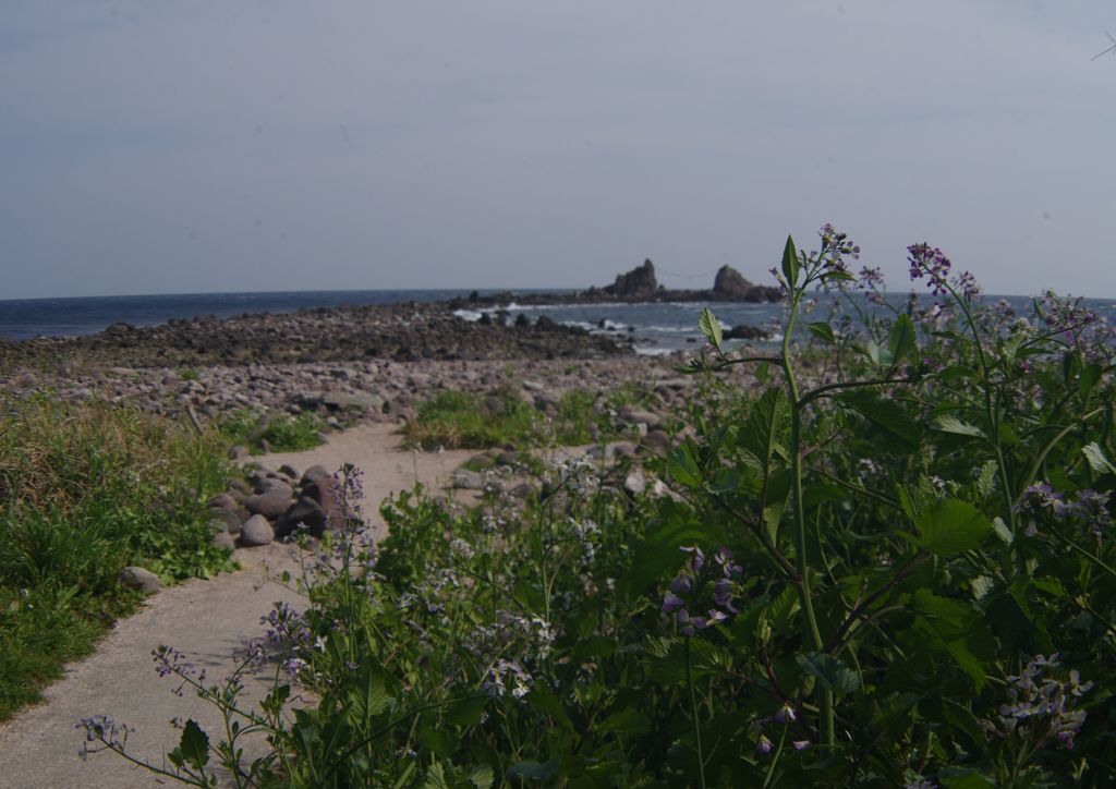 春風　真鶴半島