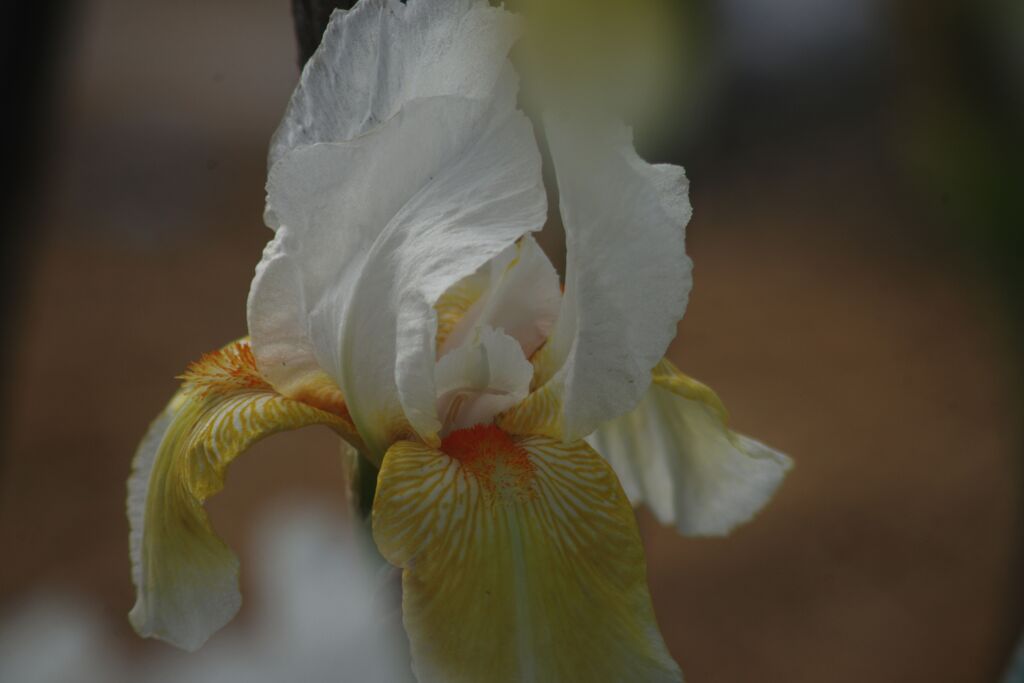 清涼　菖蒲