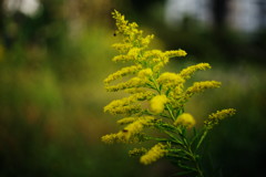 OLD LENS　セイタカアワダチソウ