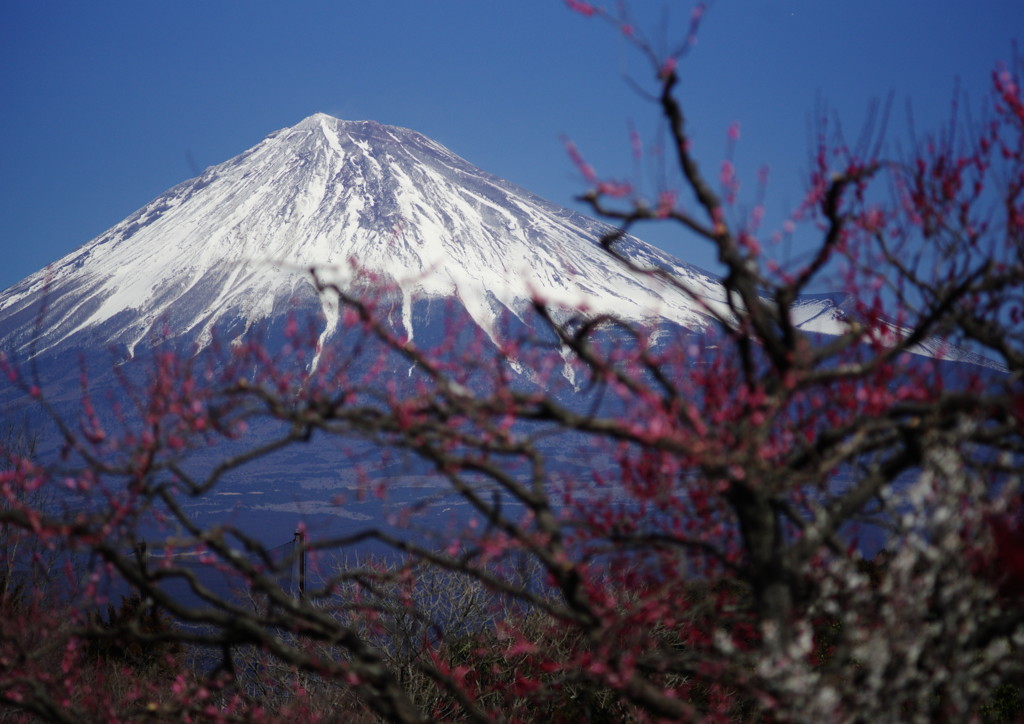 春暖　富士山　Ⅱ