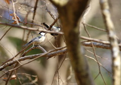 野鳥を探して　シジュウカラ