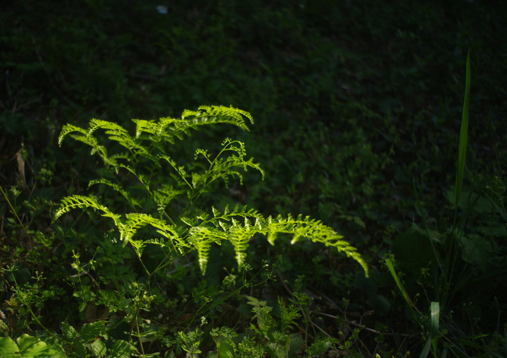 春色　シダ