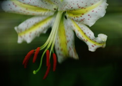 晩夏　ヤマユリ　Ⅱ