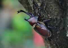季夏　甲虫　Ⅱ