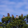 野鳥を探して　スズメ