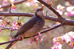 野鳥を探して　ヒヨドリ　Ⅱ