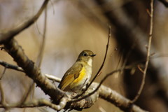 野鳥を探して　ルリビタキ　♀