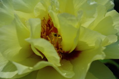 春爛漫　牡丹　Ⅴ