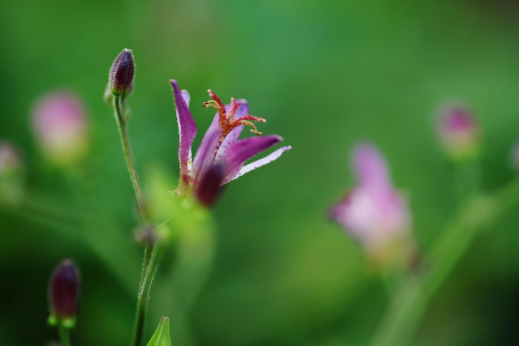 行秋　ホトトギス