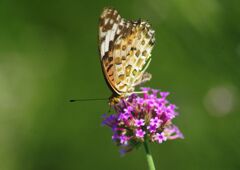 蝉鳴く　ヒョウモンチョウ