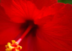 万来　ハイビスカス