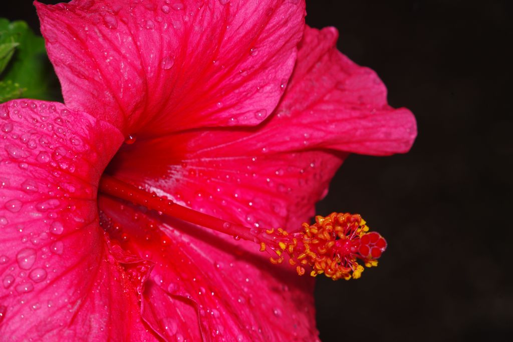 仲夏　ハイビスカス　Ⅱ