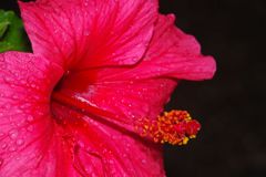 仲夏　ハイビスカス　Ⅱ