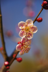 仲春　梅