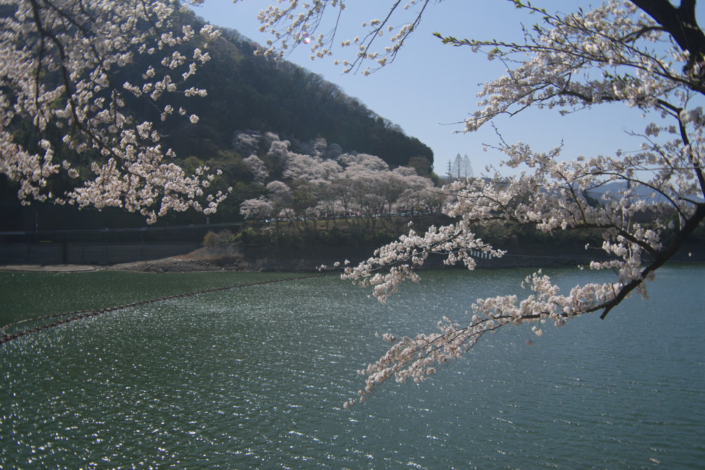 春風　桜満開　Ⅱ