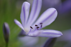 路傍 アガパンサス 路傍 アガパンサス